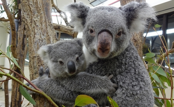 休園中の動物園、不思議なポーズの”レッサーパンダ”が可愛いと話題